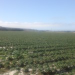 Strawberry fields